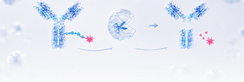 ADC & Antibody Research Enzymes